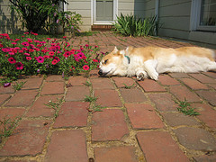 dog-brick-patio